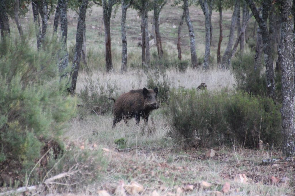 Montería en Loma Madroñalejo