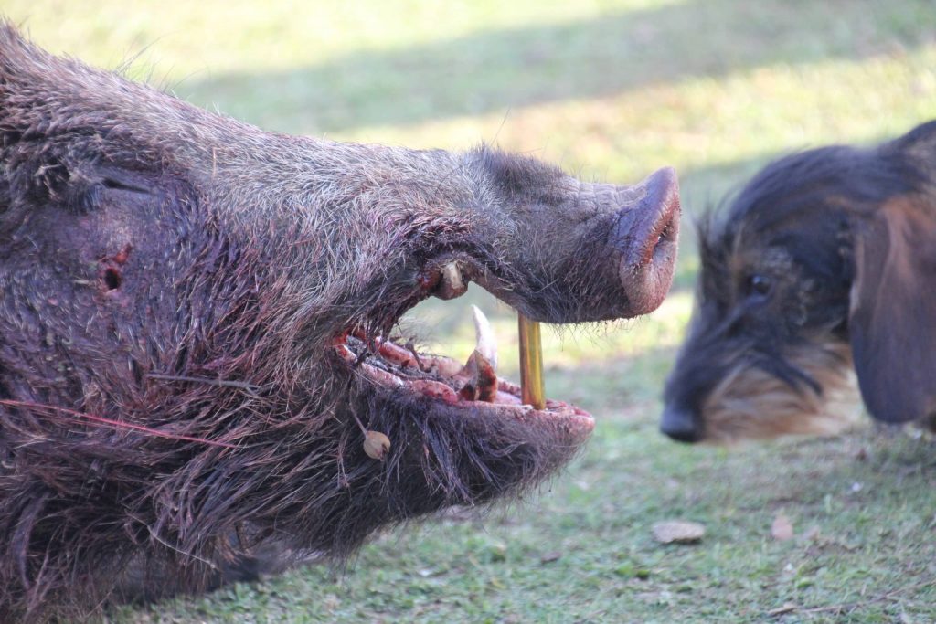 Montería en Los Puertos.