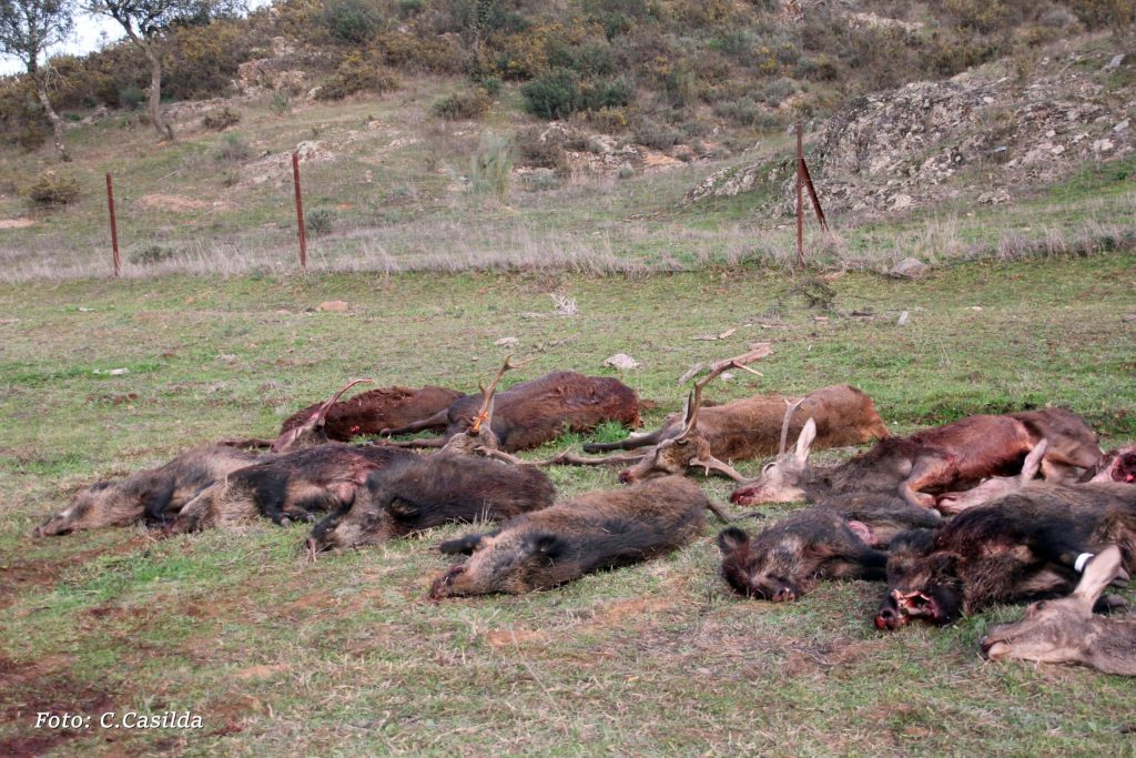 Montería en El Casco Alto
