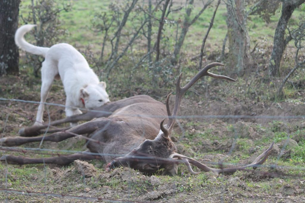 Montería en Las Platas