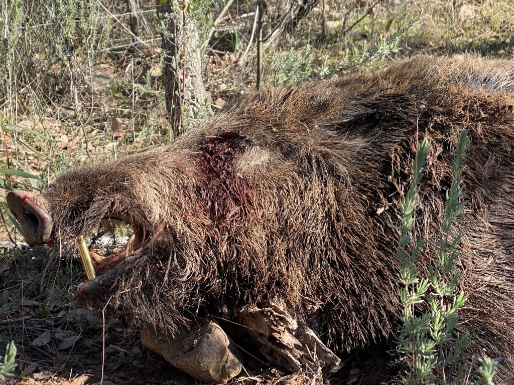 Montería en La Gamonosa