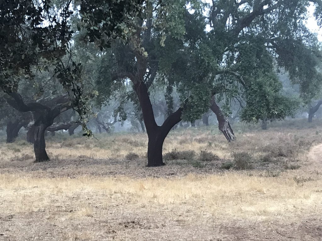 Montería en La Loma del Alcornocal