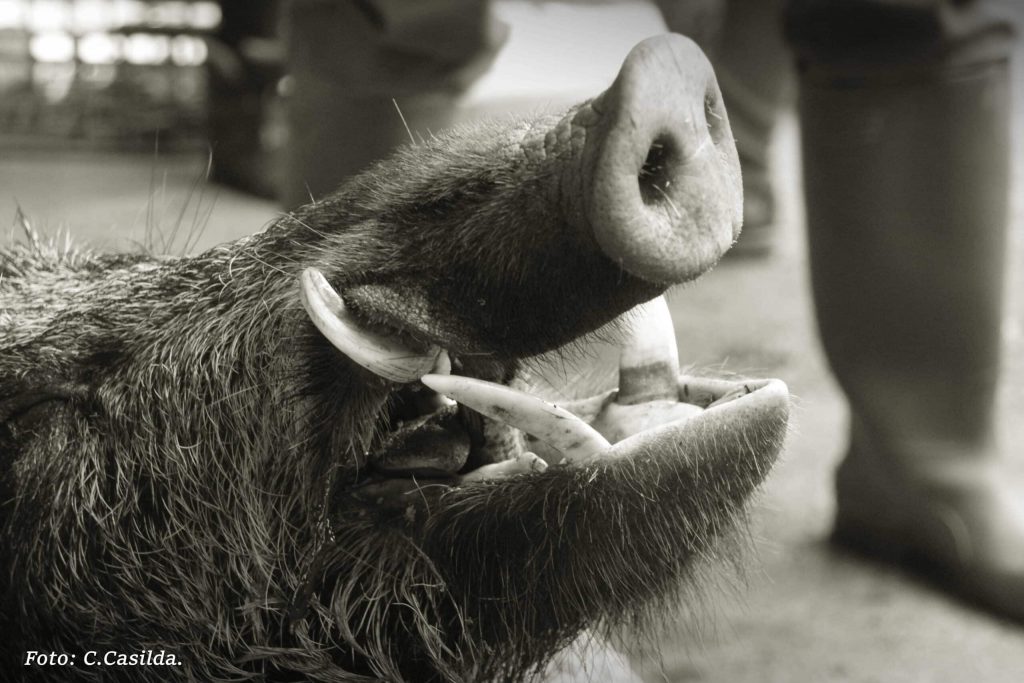 Montería en Ventaquemada