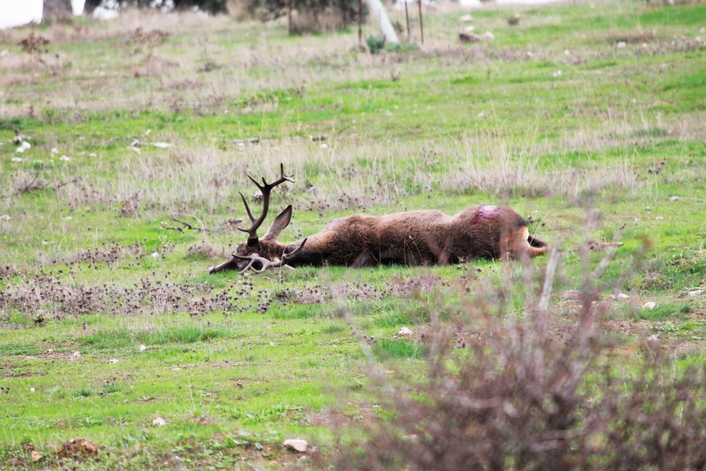 Montería en El Carnero