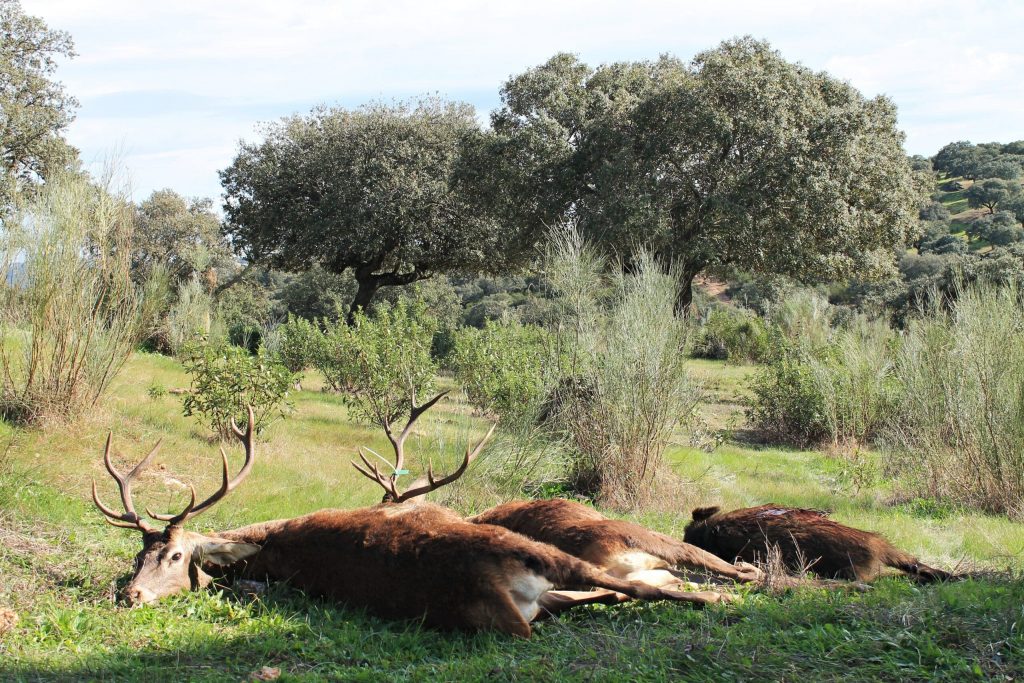 Montería en El Pedregoso