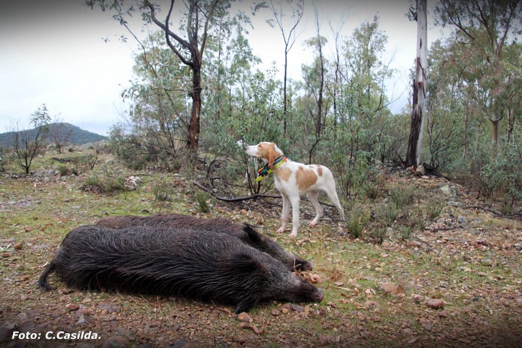 Montería en Las Norias