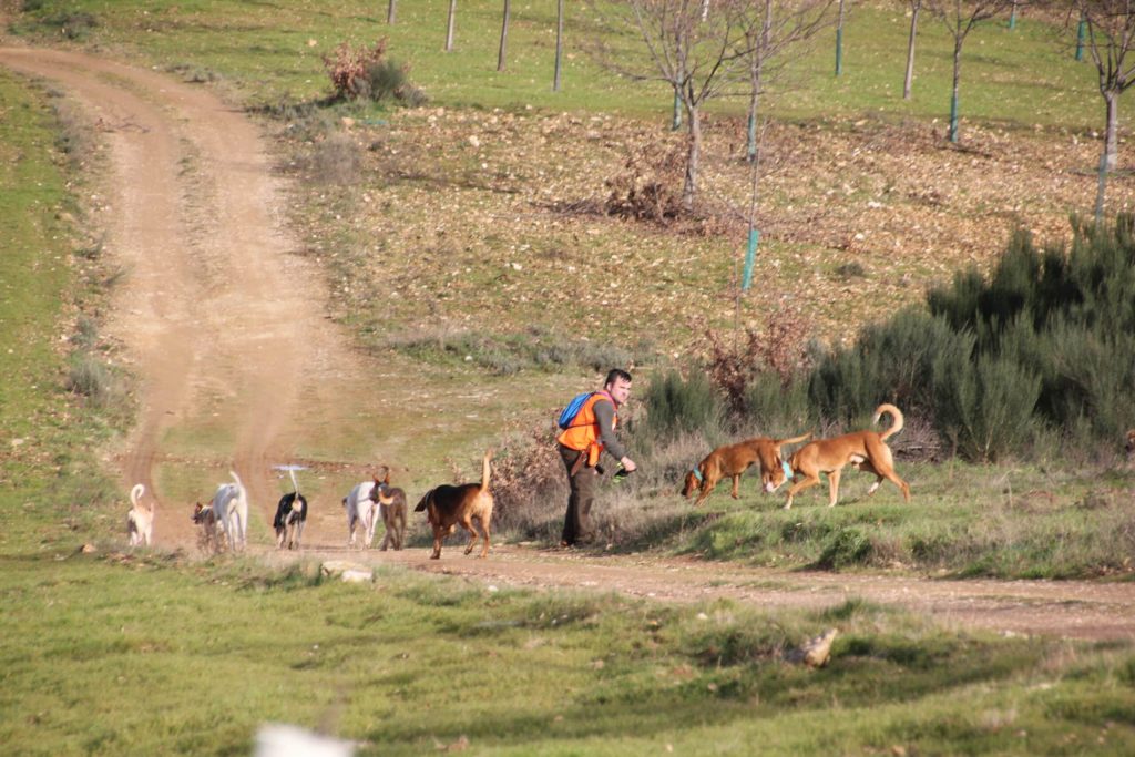 Montería en Navalazarza