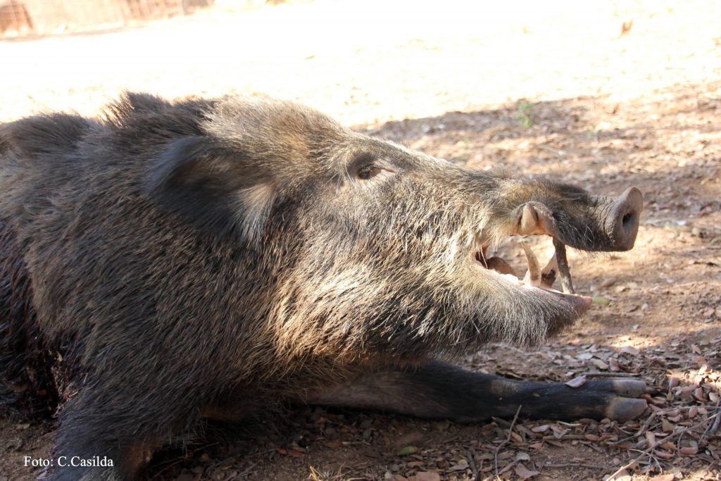 Montería en Charquillo