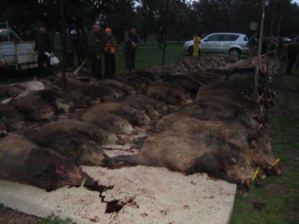 Montería en El Guijo Chico