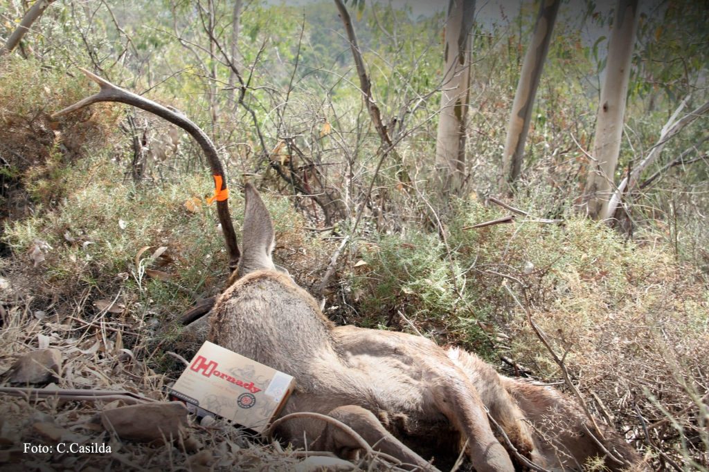 Montería en La Tabla