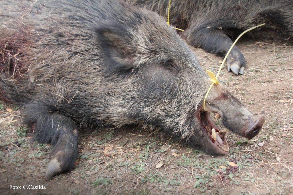 Montería en Los Cerros
