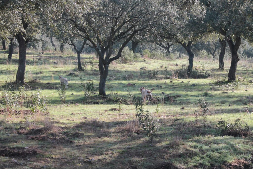 Montería en Navavaca