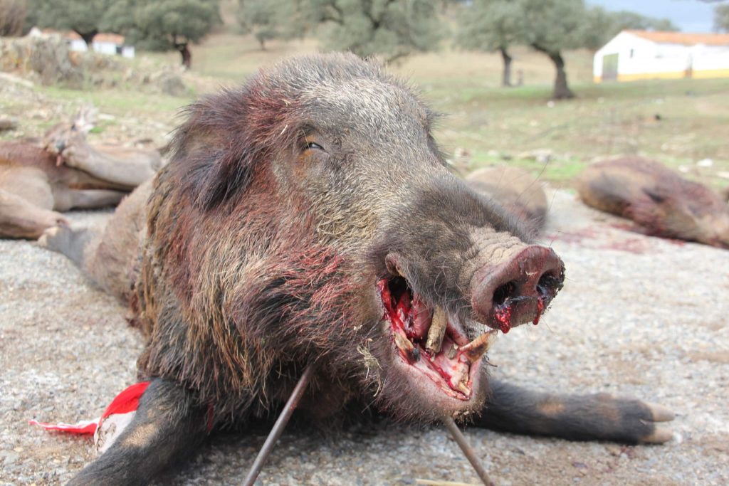Montería en La Marra