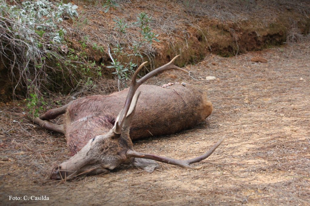 Montería en La Reserva