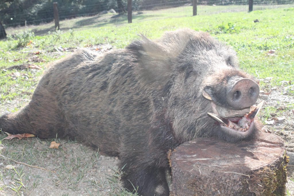 Montería en La Paula.