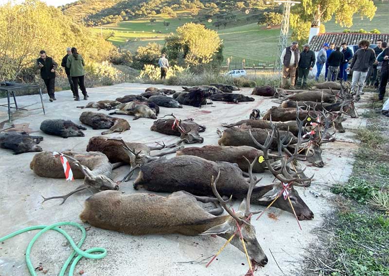 Montería en La Charneca