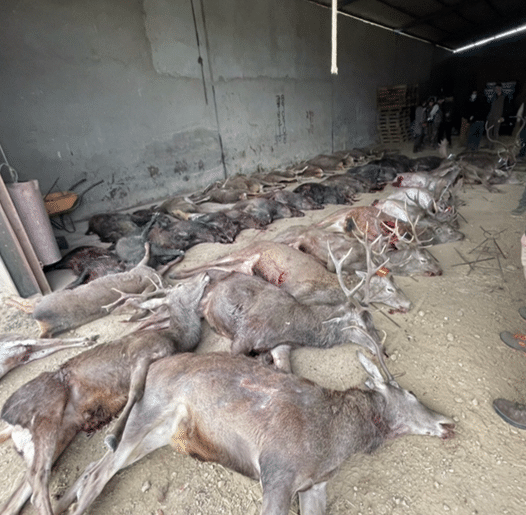 Montería en La Herguijuela Del Saliente