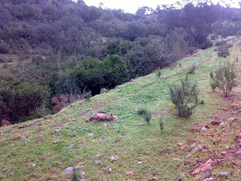 Montería en El Baquillo