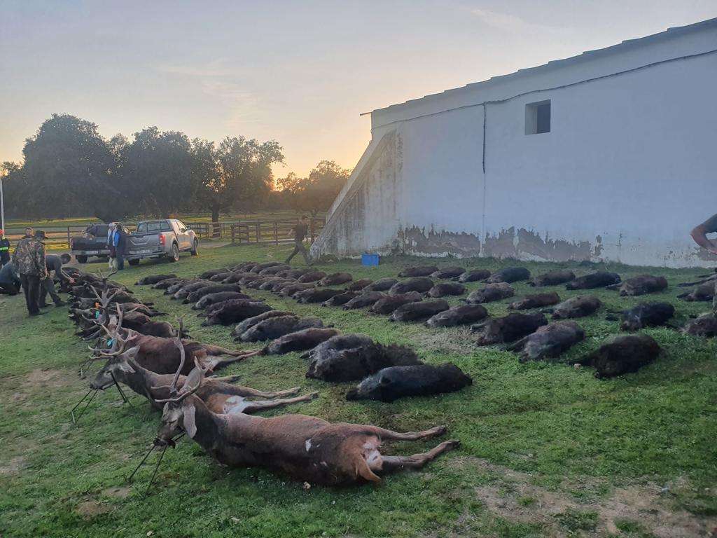 Montería en Los Valles - Navalahierba