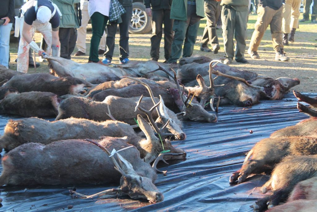 Montería en El Religioso