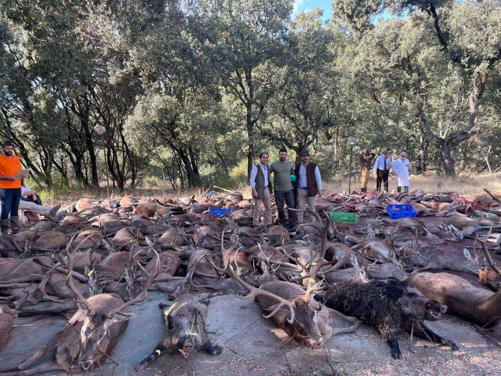 Montería en umbría de Navalconejo