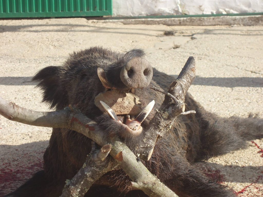 Montería en La Raña