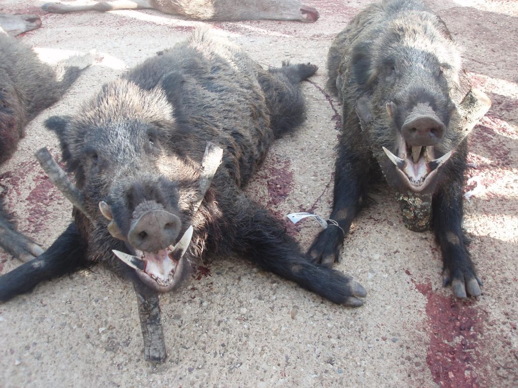 Montería en La Raña II