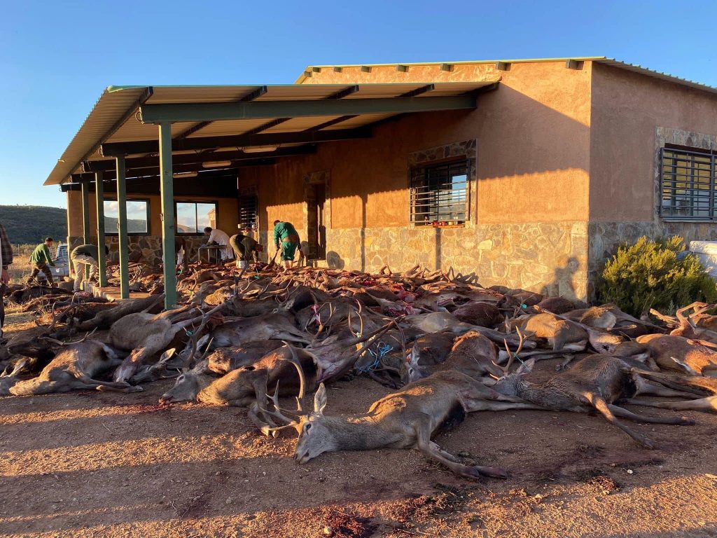 Montería en Valle del Castaño