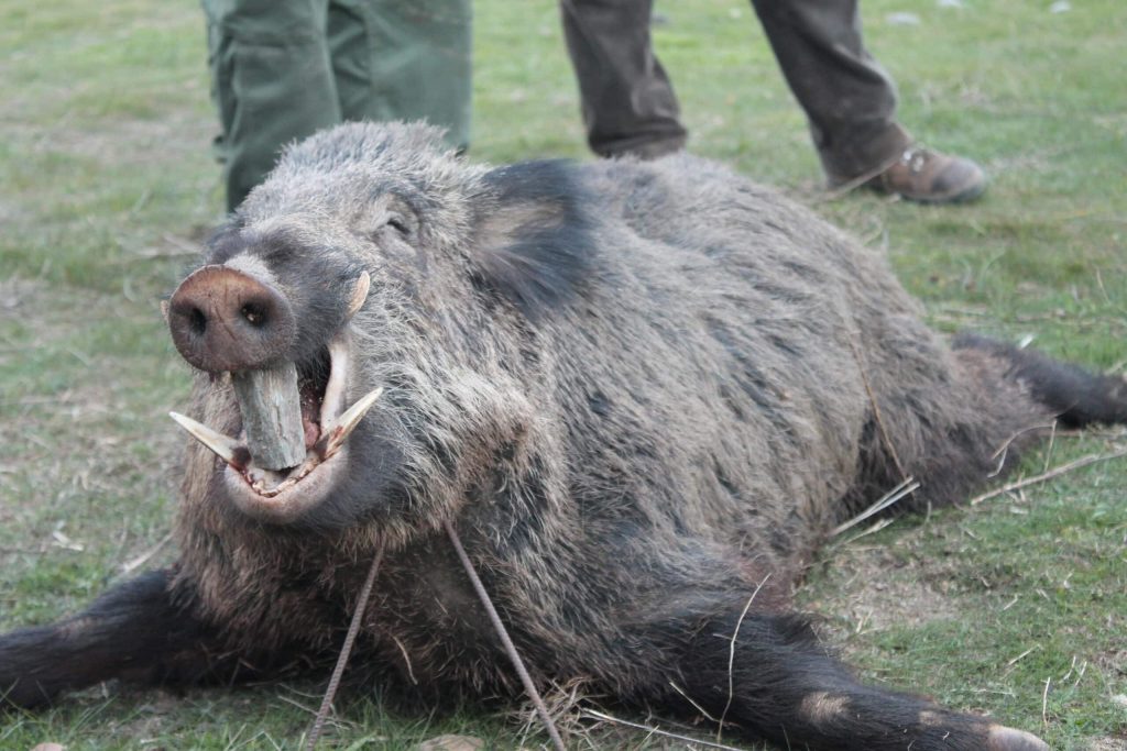 Montería en el Manzano
