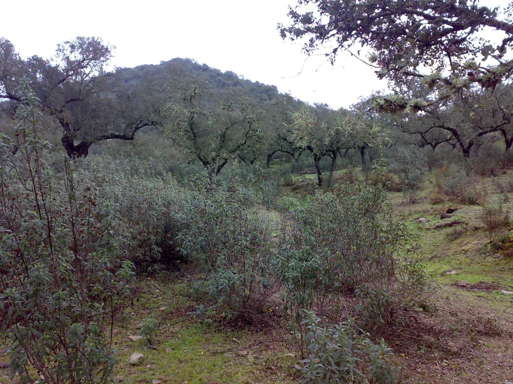 Montería en Las Morras