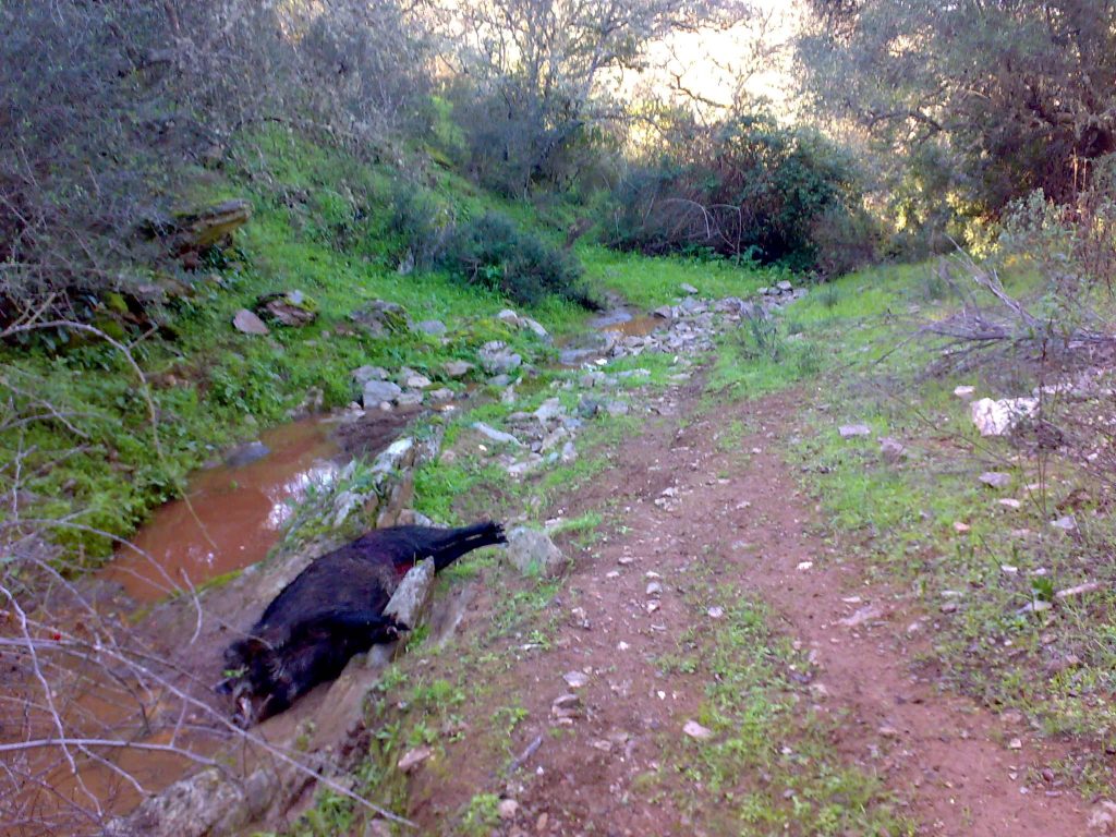 Montería en El Corcho