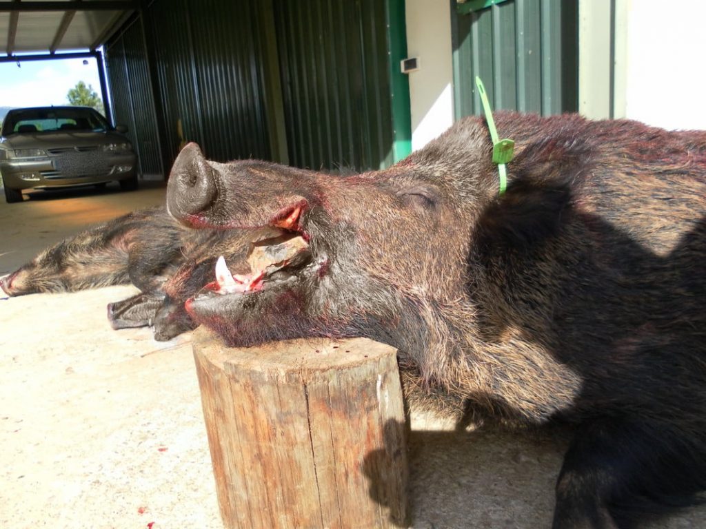 Montería en El Tiñoso