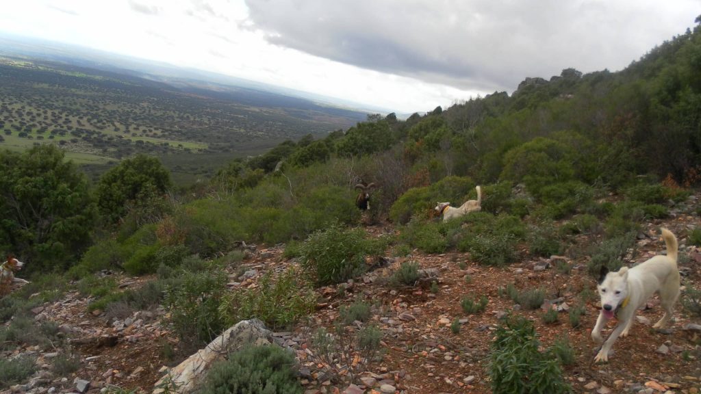 Montería en La Mancha en Medio