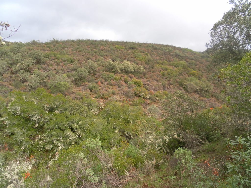Montería en Mancha en Medio