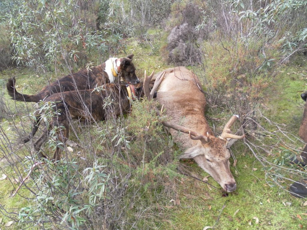 Montería en la Nava.