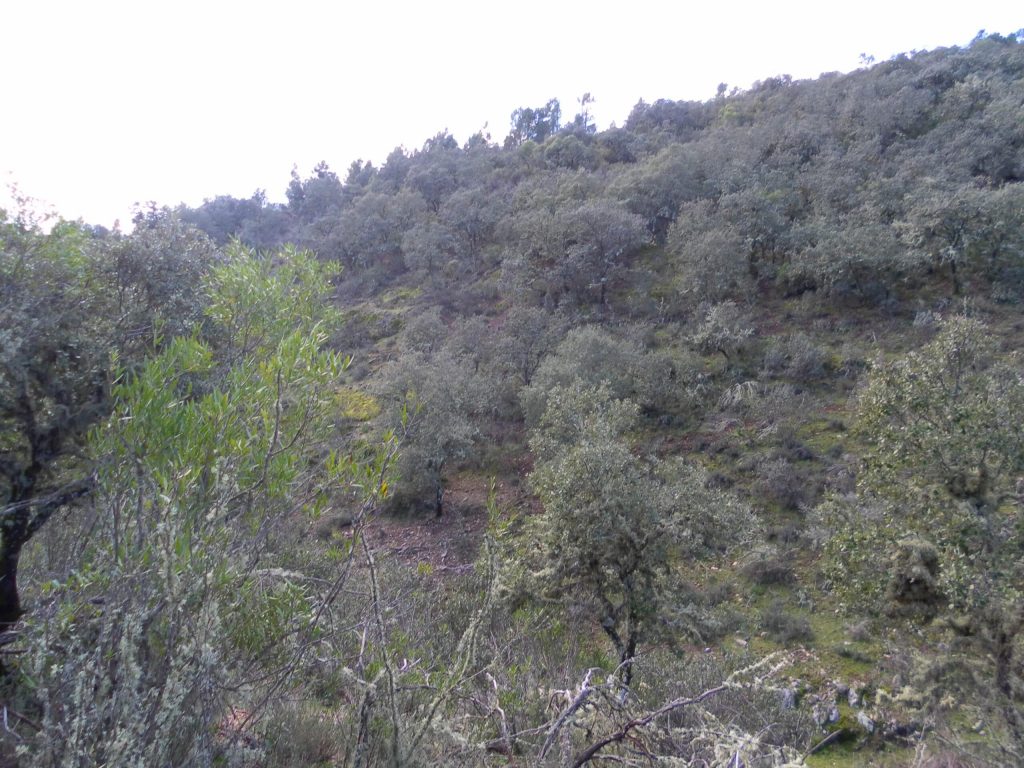 Montería en Umbría del Sordo