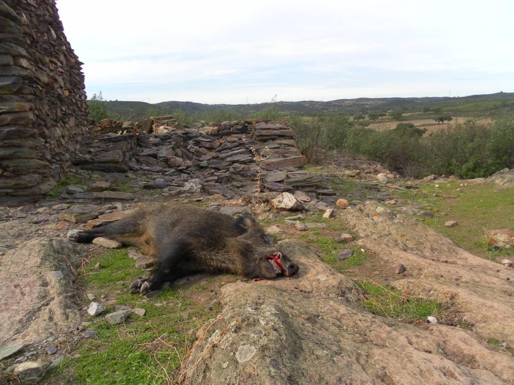 Montería en el Cerro de las Vacas