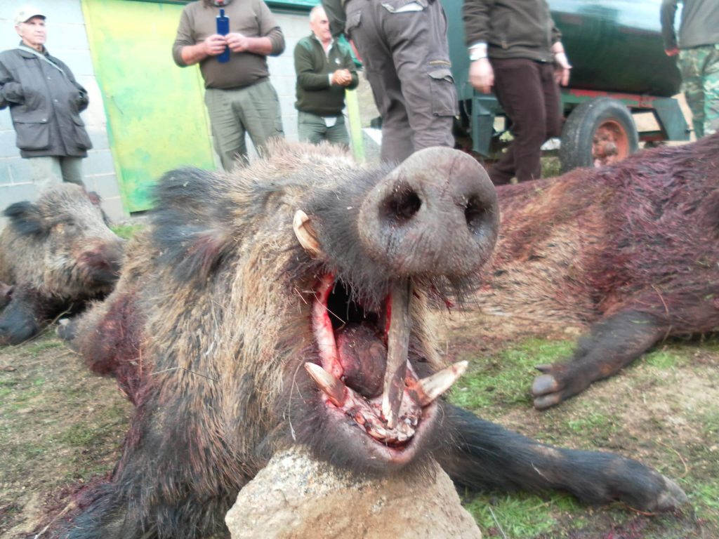 Montería en La Cantera