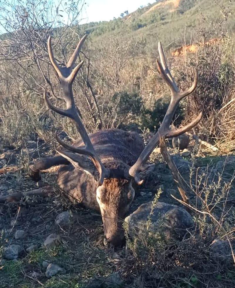 Montería en Hoya del Mortero