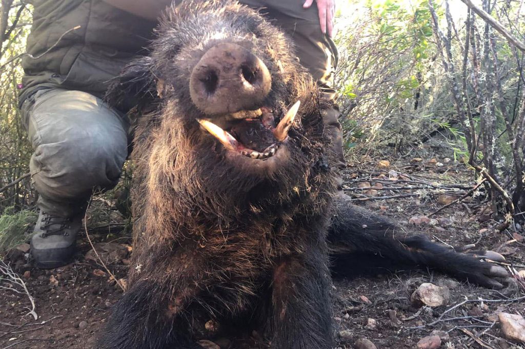 Montería en Silvadillo los Pachorras