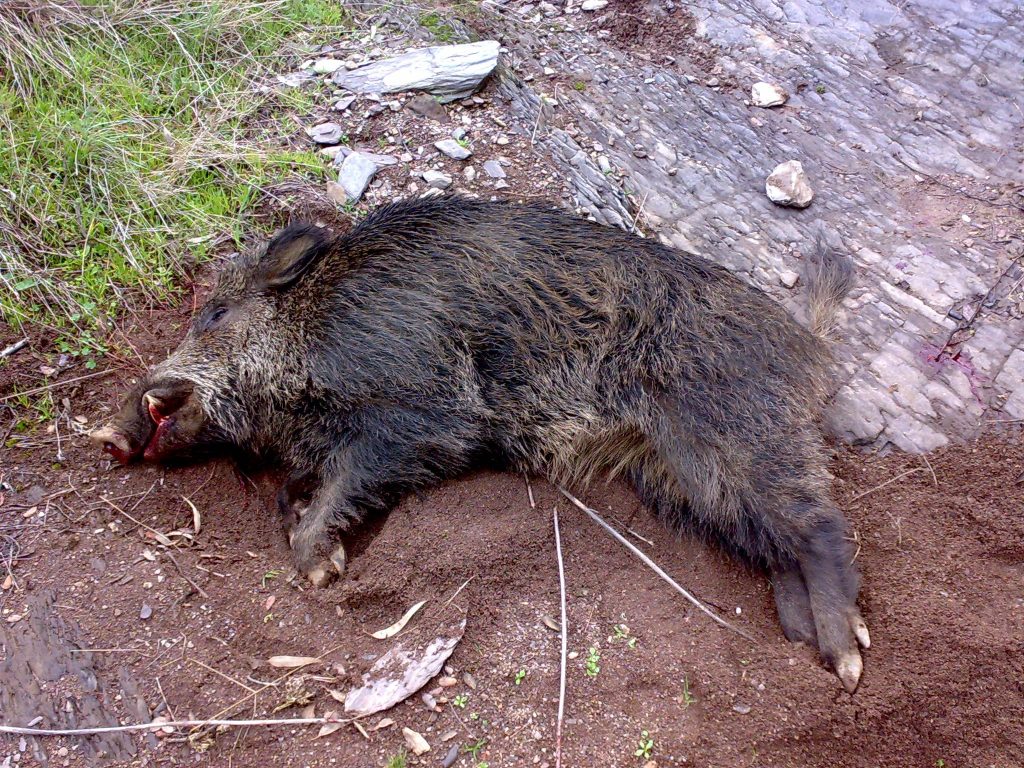 Montería en Peña Horadada.