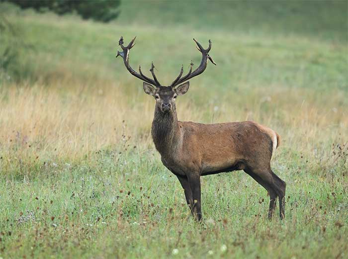 Montería en Villamando