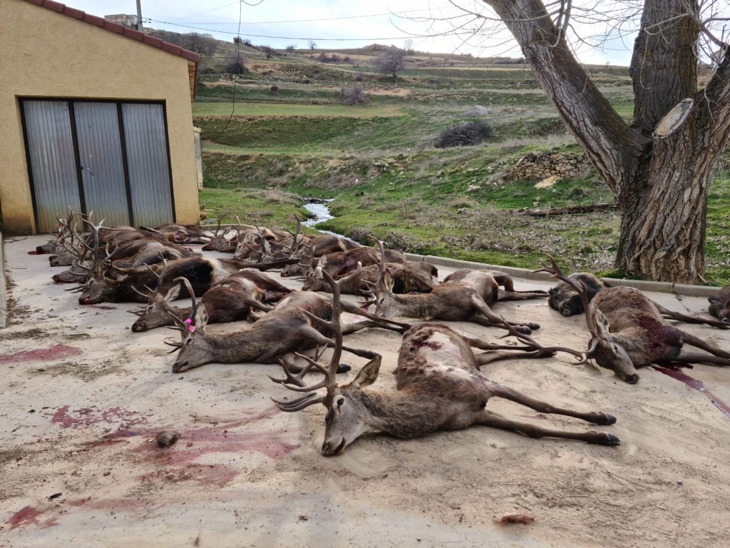 Montería en Piqueras