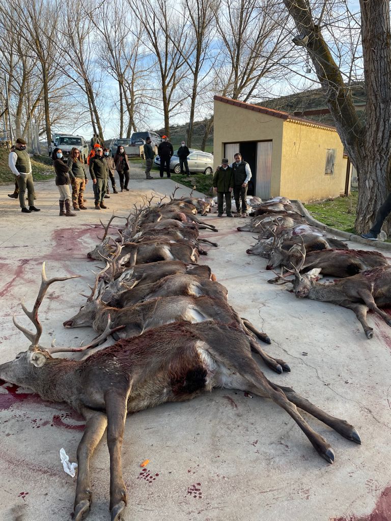 Montería en Piqueras
