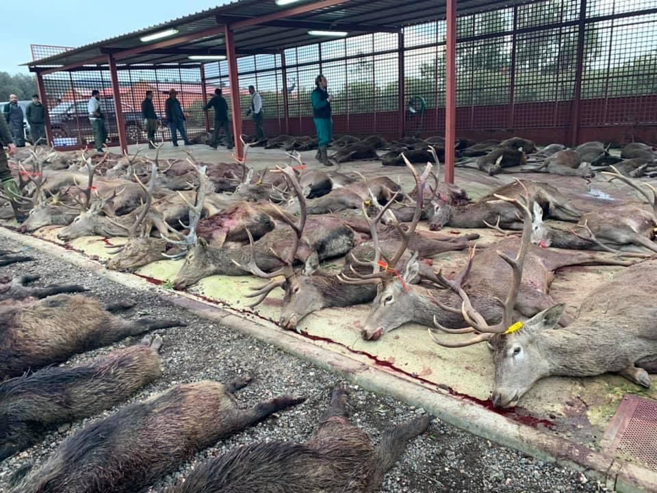 Montería en Troyano
