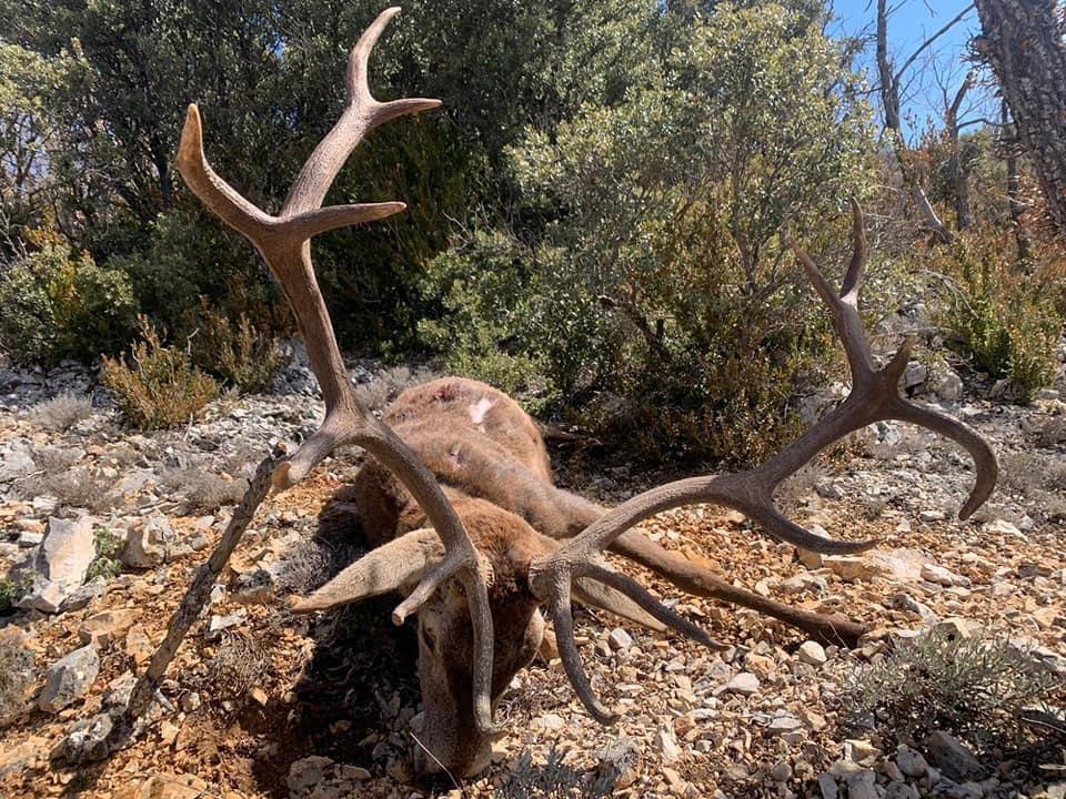 Montería en Piqueras