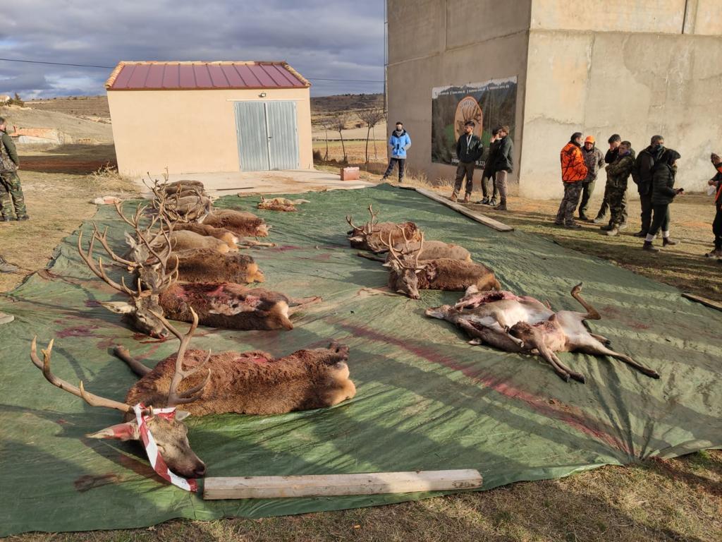 Montería en Tordellego