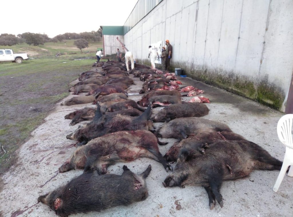 Montería en Casagata