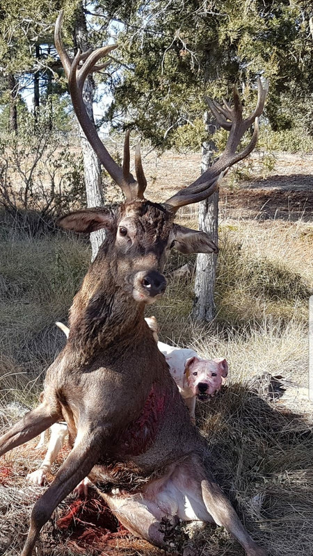 Montería en Los Tres Mojones