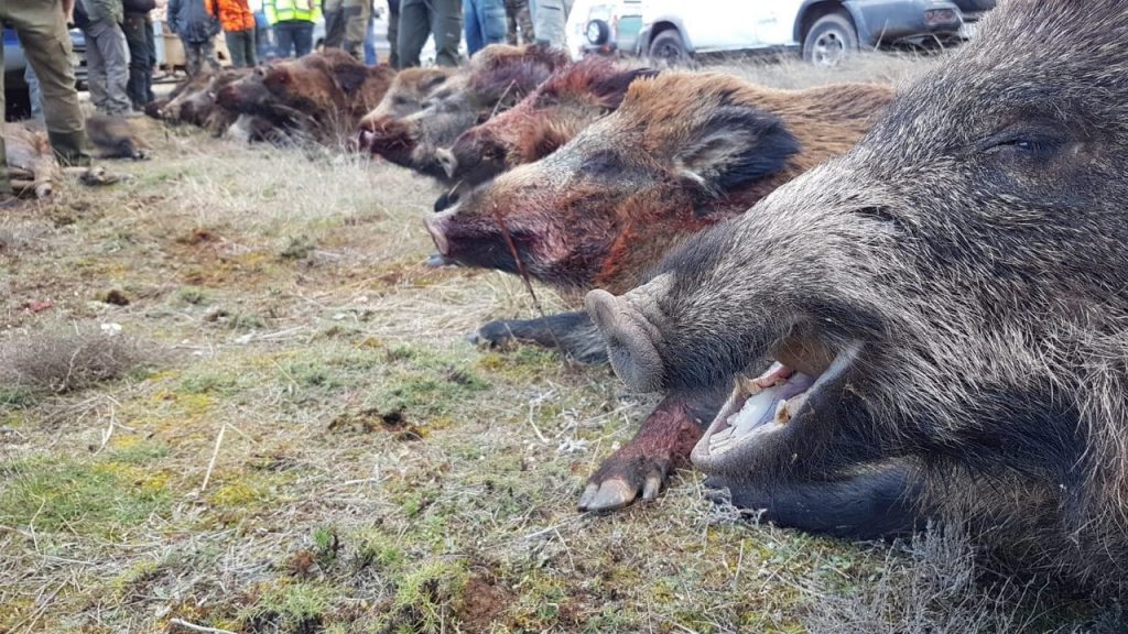 Montería en Solana Y Charca